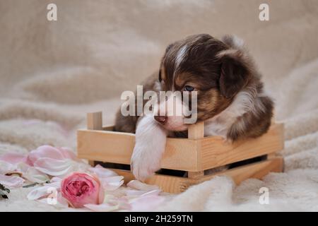 Jeune Berger australien tricolore rouge pose pour la carte de vacances.Magnifique chiot australien dans une jolie boîte en bois faite à la main sur fond de blanc chaud moelleux s Banque D'Images
