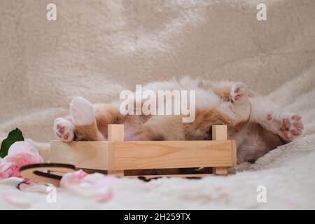 Le chien a soulevé ses pattes.Merle Australian Shepherd rouge endormi lors de la première séance photo.Magnifique chiot australien dans une jolie boîte en bois faite à la main sur fond Banque D'Images