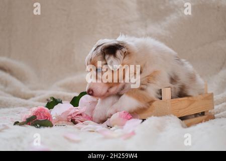 merle, jeune Berger australien rouge, pose une carte de vacances.Magnifique chiot australien dans une jolie boîte en bois faite à la main sur fond de blanc chaud moelleux shee Banque D'Images