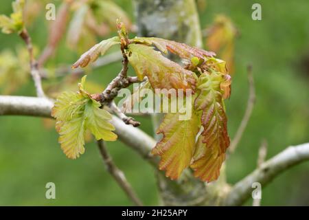 Les feuilles de chêne anglais (Quercus robur) se développent, se déplient et se développent avec une teinte rouge vers les marges au printemps, Berkshire, avril Banque D'Images