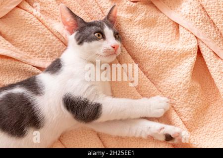 Gros plan d'un chat tabby domestique. Banque D'Images