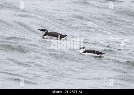 Guillemot (Uria aalge) avec Razorbill (Alca torda) Norfolk GB UK octobre 2021 Banque D'Images