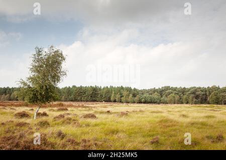 Image paysage du Brandon Country Park près de la forêt de Thetford en Angleterre Banque D'Images