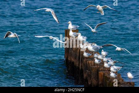 Heiligendamm, Allemagne.20 octobre 2021.Des mouettes survolent d'une groyne sur la plage de la mer Baltique.Partiellement ensoleillé et avec des températures douces autour de quinze degrés, le temps d'automne dans le nord de l'Allemagne montre son côté amical.Credit: Jens Büttner/dpa-Zentralbild/dpa/Alay Live News Banque D'Images