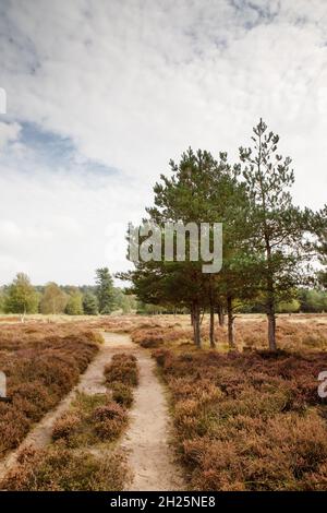 Image paysage du Brandon Country Park près de la forêt de Thetford en Angleterre Banque D'Images