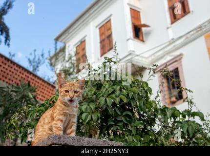 Photo de l'île de Cunda à Ayvalik Banque D'Images