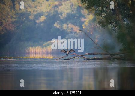 Faune matin paysage avec rivière et grand oiseau noir cormoran sur branche d'arbre sur fond d'automne Banque D'Images