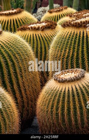 Echinocactus grusonii.ce cactus célèbre, connu sous le nom de siège de la belle-mère, boule dorée, cactus doré ou de hérisson, est un cactus succulent endémique Banque D'Images