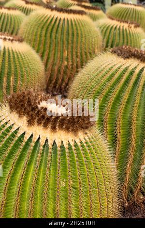 Echinocactus grusonii.ce cactus célèbre, connu sous le nom de siège de la belle-mère, boule dorée, cactus doré ou de hérisson, est un cactus succulent endémique Banque D'Images