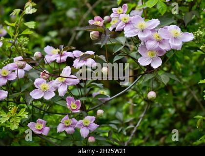 Belles fleurs d'anémone japonaise rose pâle en été Banque D'Images