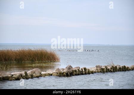 La côte de la lagune de Curonian avec de hautes roseaux verts et un brise-lames en pierre et des mouettes lors d'une journée ensoleillée d'été Banque D'Images