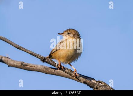 Zitting cisticola (Cisticola joncidis) dans un arbre, Andalousie, Espagne. Banque D'Images