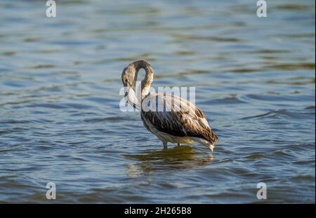 Jeune Grand Flamingo (Phoenicopterus roseus) à la Réserve de Guadalhorce, Malaga, Espagne. Banque D'Images