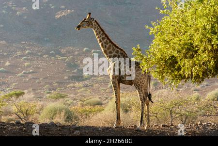 Girafes dans le désert du nord de la Namibie. Banque D'Images