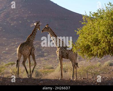 Girafes dans le désert du nord de la Namibie. Banque D'Images