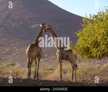 Girafes dans le désert du nord de la Namibie. Banque D'Images