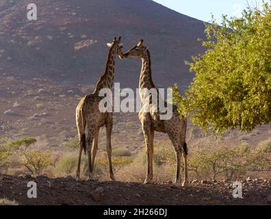 Girafes dans le désert du nord de la Namibie. Banque D'Images