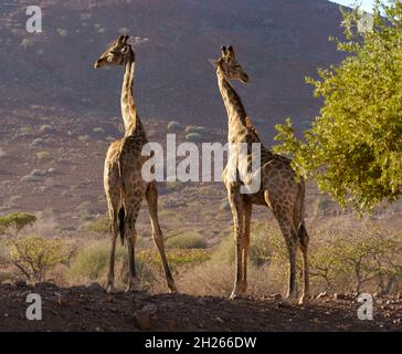 Girafes dans le désert du nord de la Namibie. Banque D'Images