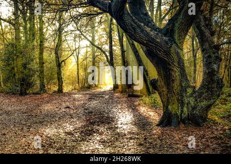 Paysage d'automne doré atmosphérique de la lumière du soleil traversant une forêt boisée, pris à Chislehurst Sud de Londres le 8th janvier 2021 Banque D'Images