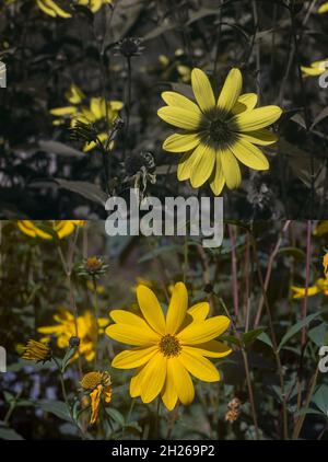 Comparaison lumière du jour normale et lumière ultraviolette UV réfléchie sur le tournesol, l'aster Daisy, le coneflower rudbeckia montrant des motifs invisibles pour les humains Banque D'Images