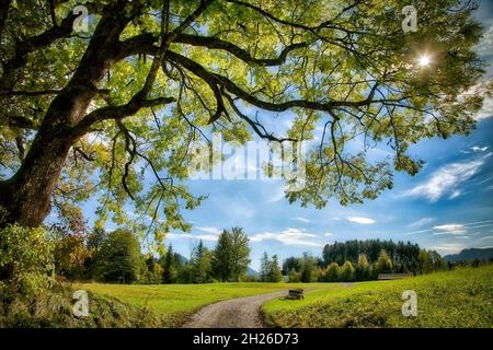 DE - BAVIÈRE: Tranquillité à Wackersberg près de Bad Toelz, Oberbayern, Allemagne Banque D'Images