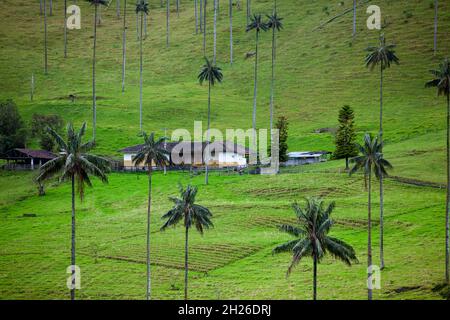 Quindio Wax Palms à la Cocora Valley situé à Salento dans la région de Quindio en Colombie. Banque D'Images