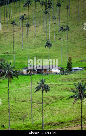 Quindio Wax Palms à la Cocora Valley situé à Salento dans la région de Quindio en Colombie. Banque D'Images
