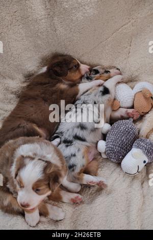 Trois chiots de chien berger australien tricolore rouge, Merle et bleu Merle reposent sur une couverture en peau de mouton blanche douce et douce et jouent avec un tibia de jouet fait à la main Banque D'Images