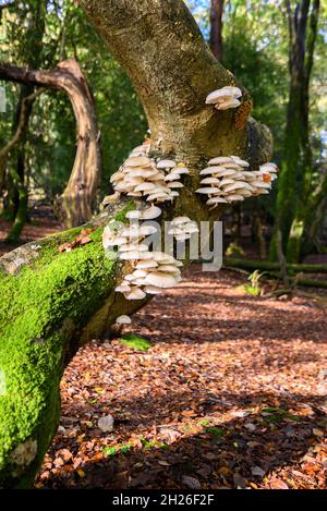 Champignons d'arbre en porcelaine, New Forest, Hampshire, Royaume-Uni, octobre Banque D'Images