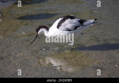 Unique Avocet Recurvirostra avosetta sur les plates-fonds de boue Slimbridge Wildfowl and Wetland Trust Royaume-Uni Banque D'Images