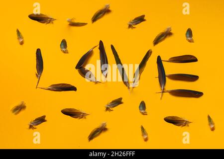 Le mot amour, fait de plumes d'oiseau, repose sur un fond jaune. Banque D'Images