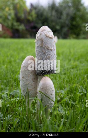 Les champignons Shaggy Inkcap (Coprinus comatus), également connus sous le nom de perruque de Lawyers, ou le cochon de juges, sont comestibles mais ont une durée de conservation très courte.Ils deviennent rapidement noirs Banque D'Images