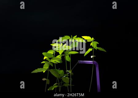 le cannabis germe sur fond noir rayon de lumière. Banque D'Images