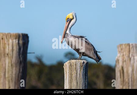 Pélican brun (Pelecanus occidentalis) perché sur un tas de bois Banque D'Images