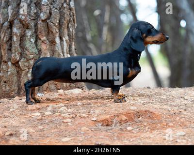 Portrait du jeune chien noir à poil court Dachshund Ministura allemand à poil dur à l'extérieur Banque D'Images