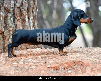 Portrait du jeune chien noir à poil court Dachshund Ministura allemand à poil dur à l'extérieur Banque D'Images