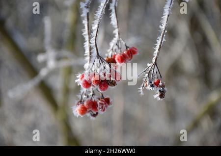 Früchte des Gemeinen Schneeballs mit Schneekristhen im Winter - fruits de boules de neige avec cristaux de neige en hiver Banque D'Images