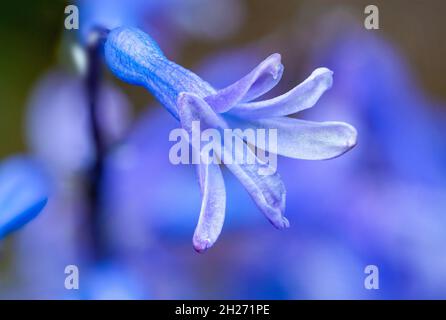 Gros plan sur la fleur de jacinthe. Banque D'Images