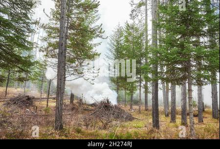 Combustion contrôlée de bois séché et de branches afin de prévenir les incendies naturels, Wyoming, Etats-Unis. Banque D'Images