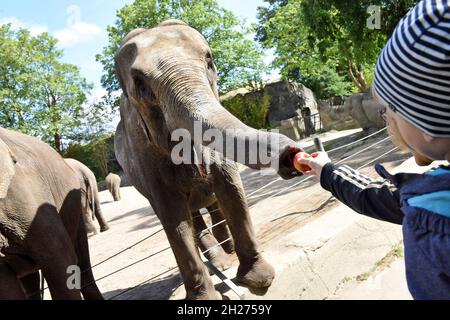 Elefanten im Tierpark Hagenbeck à Hambourg, Allemagne, Europe - éléphants à Hambourg, Allemagne, europe Banque D'Images