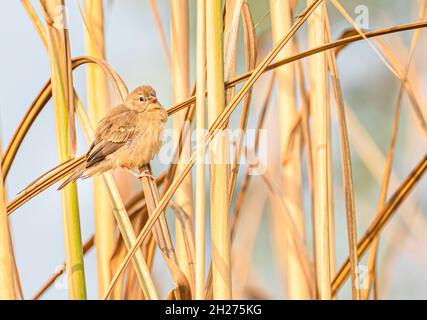 Red Avadavat perching juvénile sur une branche dans l'habitat naturel Banque D'Images