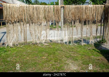 La fibre de jute est séchée au soleil sur le bord de la route de manière traditionnelle. Le jute est séché au soleil des deux côtés de la route. Banque D'Images