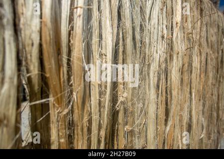 La fibre de jute est séchée au soleil sur le bord de la route de manière traditionnelle. Le jute est séché au soleil des deux côtés de la route. Banque D'Images