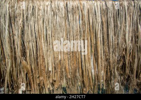 La fibre de jute est séchée au soleil sur le bord de la route de manière traditionnelle. Le jute est séché au soleil des deux côtés de la route. Banque D'Images