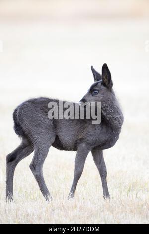 Un cerf mulet mélaniste fraie à la réserve naturelle nationale de Malheur en octobre. Banque D'Images