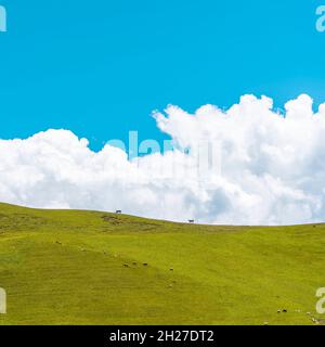 Colline verte et nuages blancs moelleux dessus.Vaches paître sur le sommet Banque D'Images