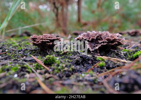 Des grappes de champignons des sourcils noirs qui poussent sur le sol forestier recouvert de mousse Banque D'Images