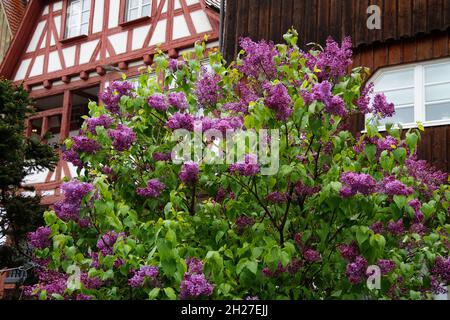 Magnifique lilas buisson lors d'une chaude pluie de printemps à Ulm (Allemagne) Banque D'Images