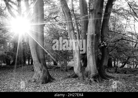 Le soleil éclate à travers les arbres boisés dans un noir et blanc très contrasté. Banque D'Images