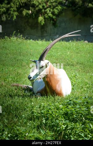 Adulte d'oryx de scimitar (Oryx dammah) reposant sur l'herbe verte.Cette espèce d'Oryx s'éteint à l'état sauvage en 2000. Banque D'Images